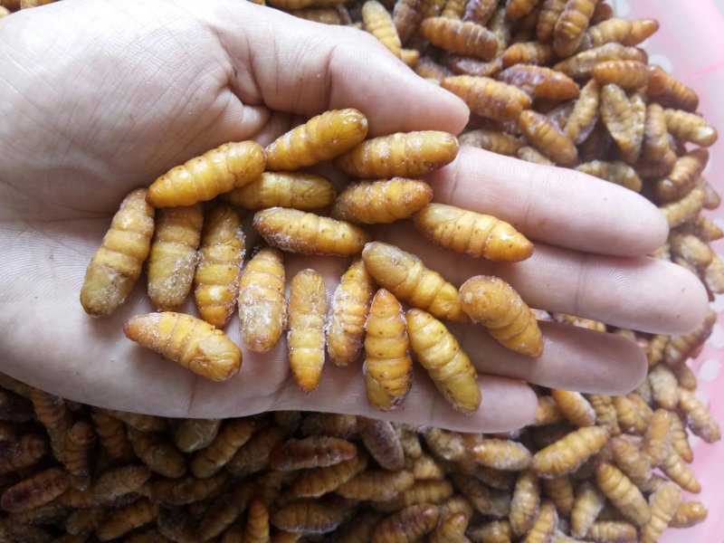 蚕蛹桑蚕厂家直销