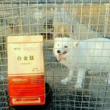 毛皮白金肽：催肥促生长，改善毛皮质量
