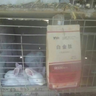 毛皮白金肽
