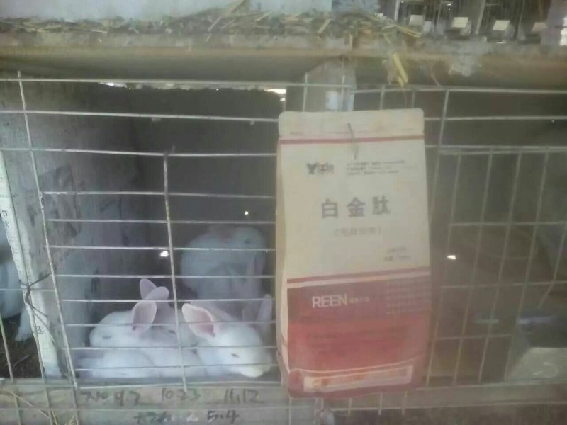 毛皮白金肽