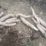 面包木薯