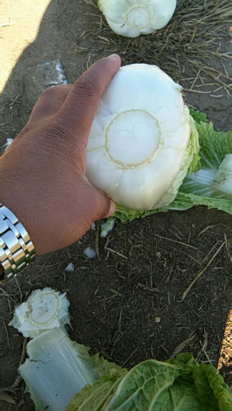精品三号白菜，品相好，个头均匀