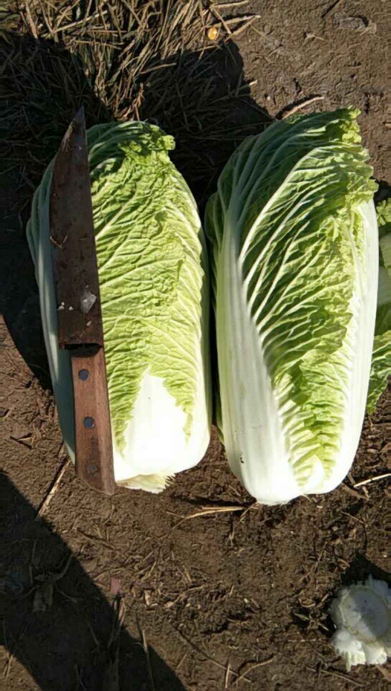 精品三号白菜，品相好，个头均匀
