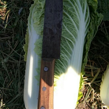 精品三号白菜，品相好，个头均匀