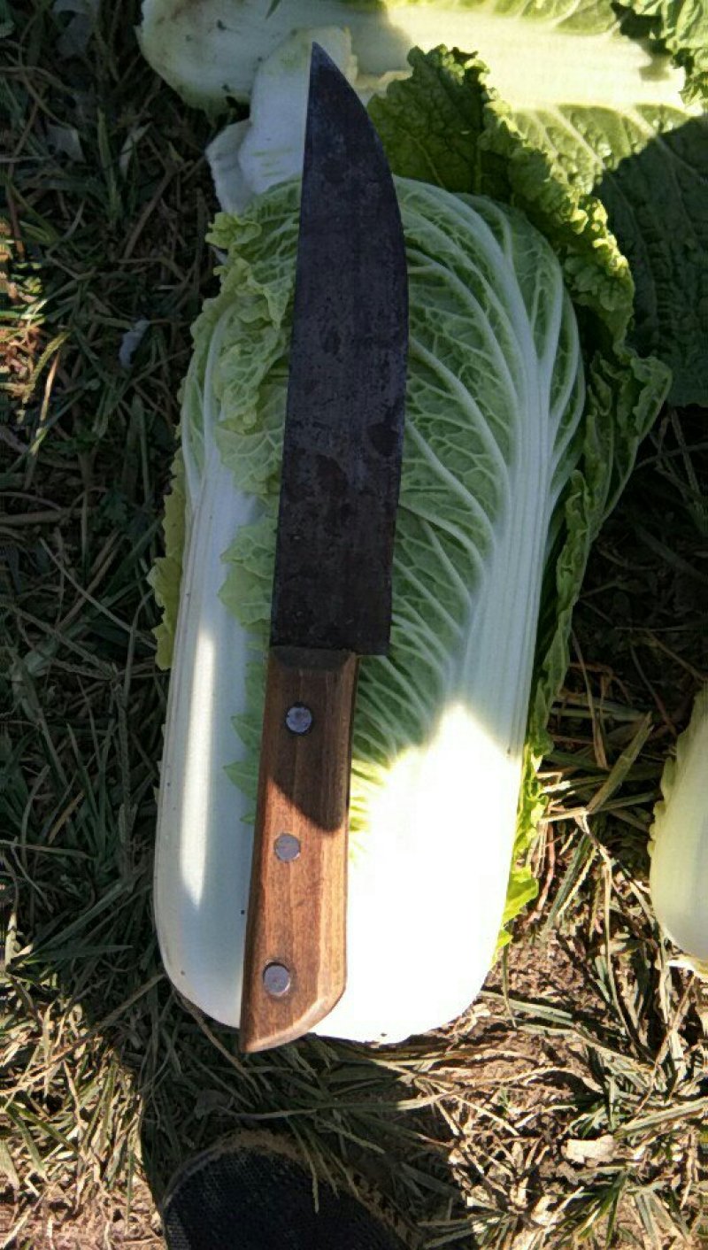 精品三号白菜，品相好，个头均匀
