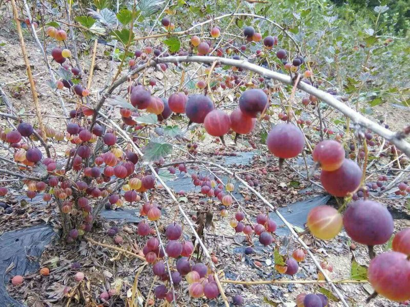 【特惠】灯笼果苗口感好亩产量高产地直销一手货源价优
