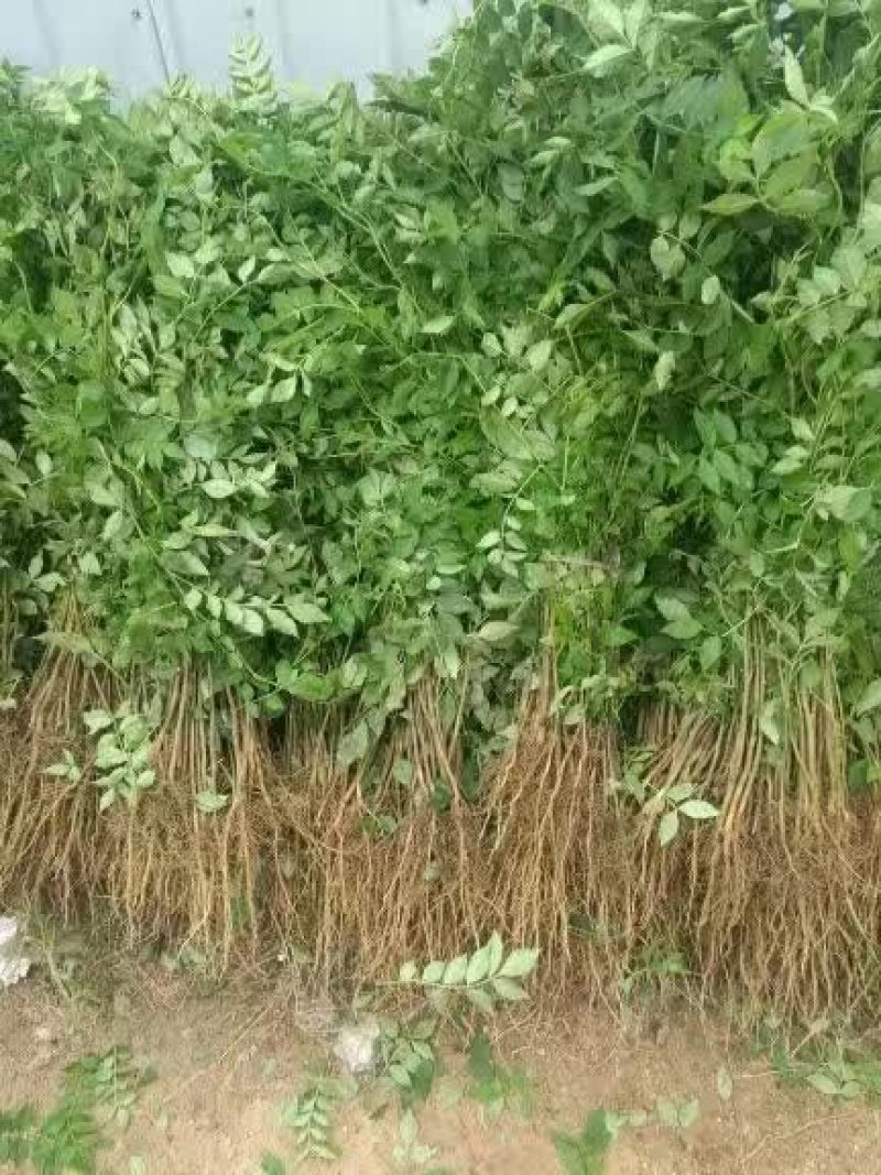 大红袍花椒苗