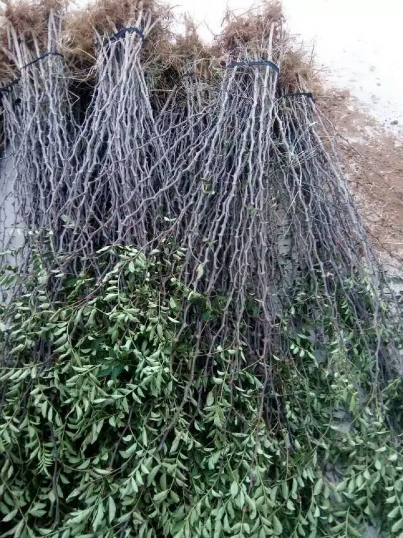 大红袍花椒苗