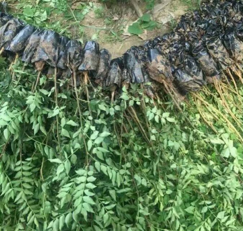 大红袍花椒苗