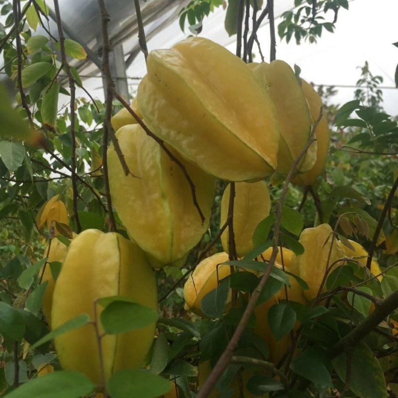 四季甜杨桃苗，多季开花结果品种，纯正水果，采摘园的首先