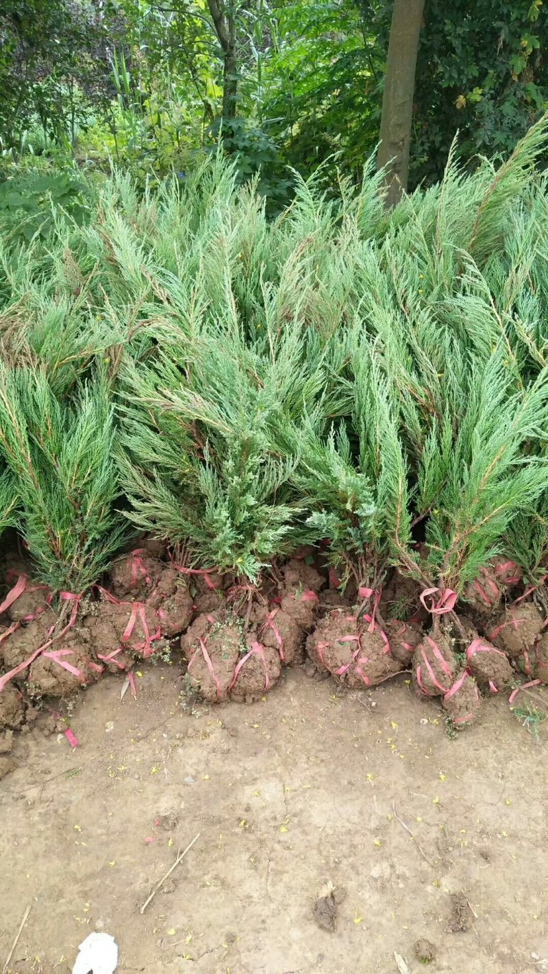 自有沙地柏20万棵，低价抛售，有需要的老板跟我联系