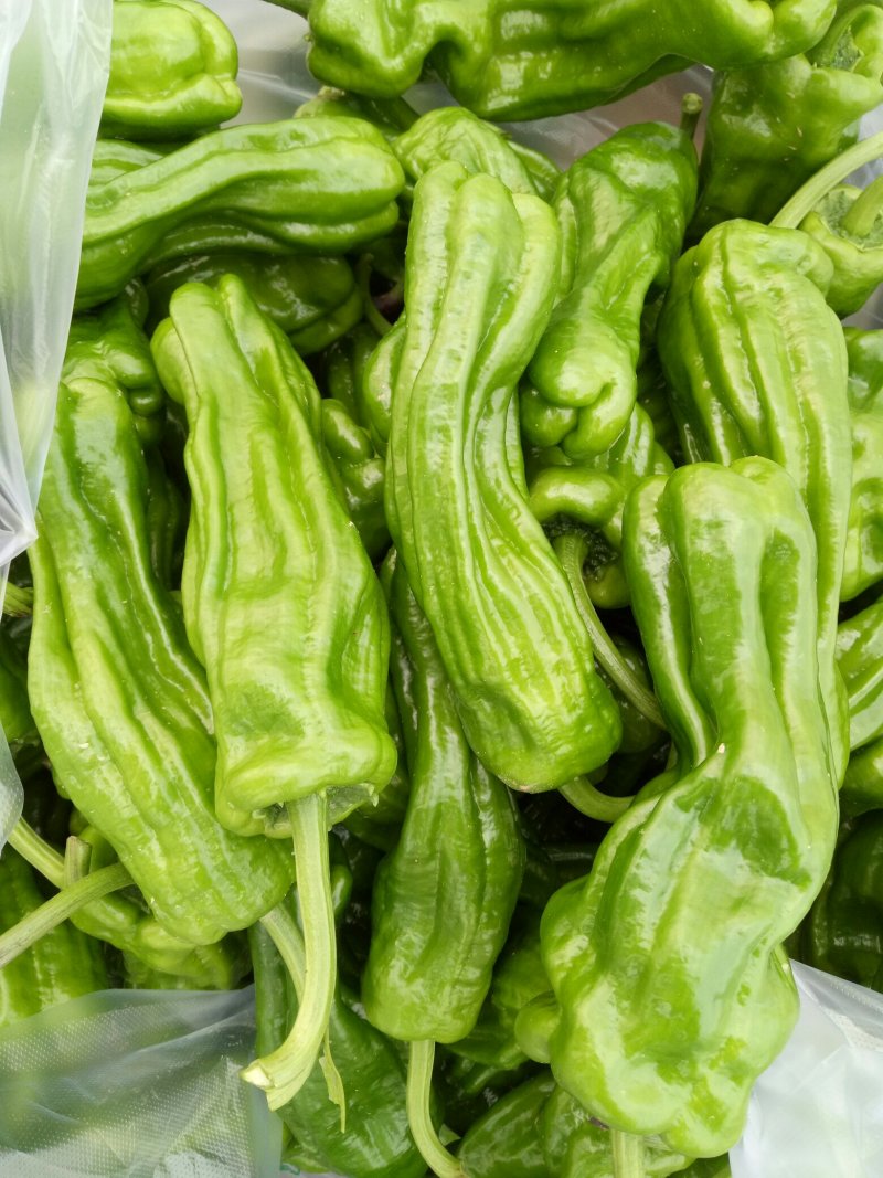 【诚信经营】精品薄皮辣椒，杭椒线椒大量上市大吨位供应市场