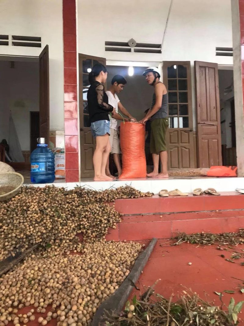 桂圆干，不带壳