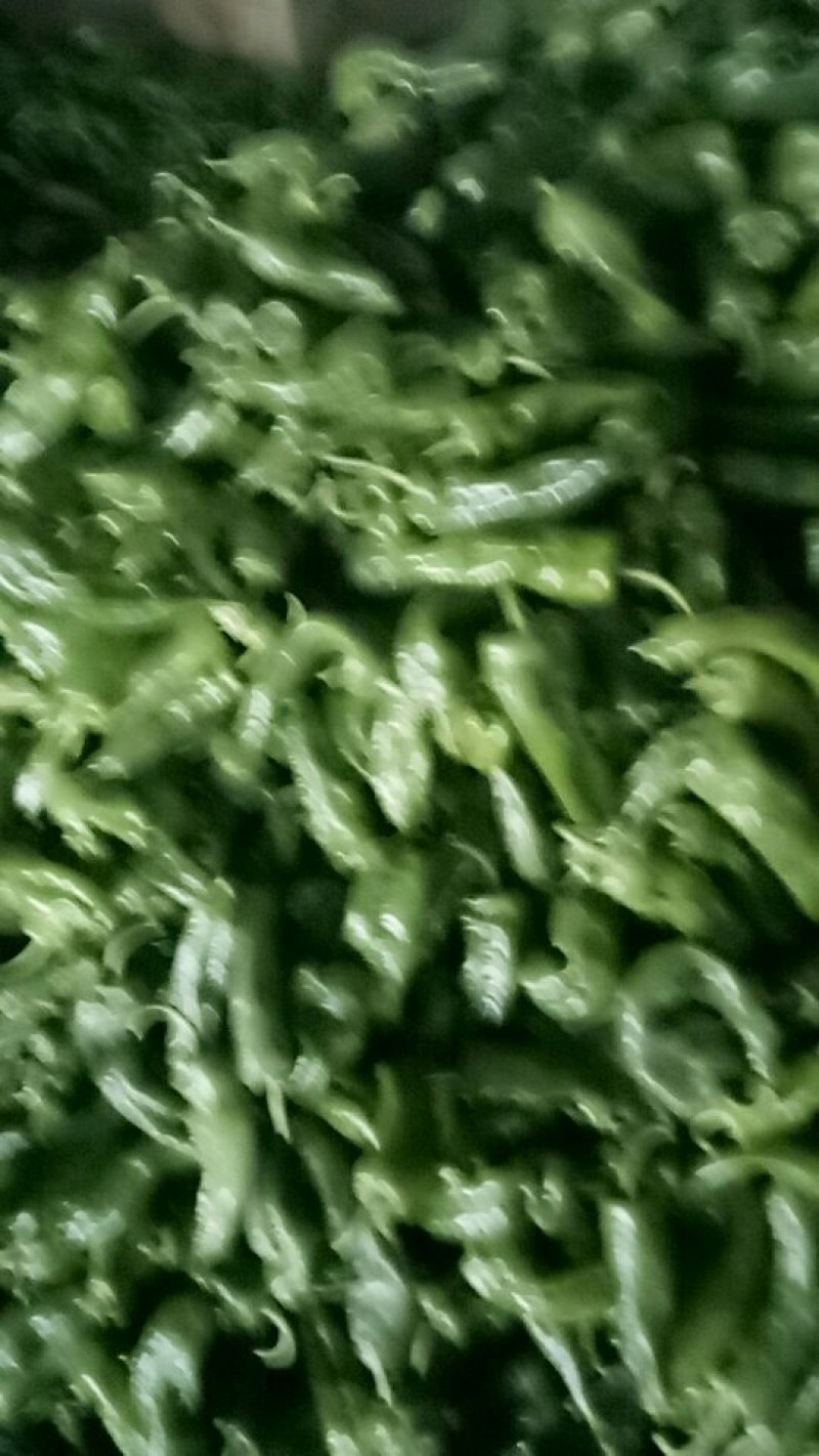 优质青椒