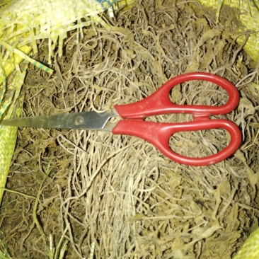 贵州野生无硫中药材垂盆草干货水洗豆瓣菜干品无泥土无杂