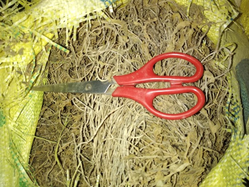 贵州野生无硫中药材垂盆草干货水洗豆瓣菜干品无泥土无杂