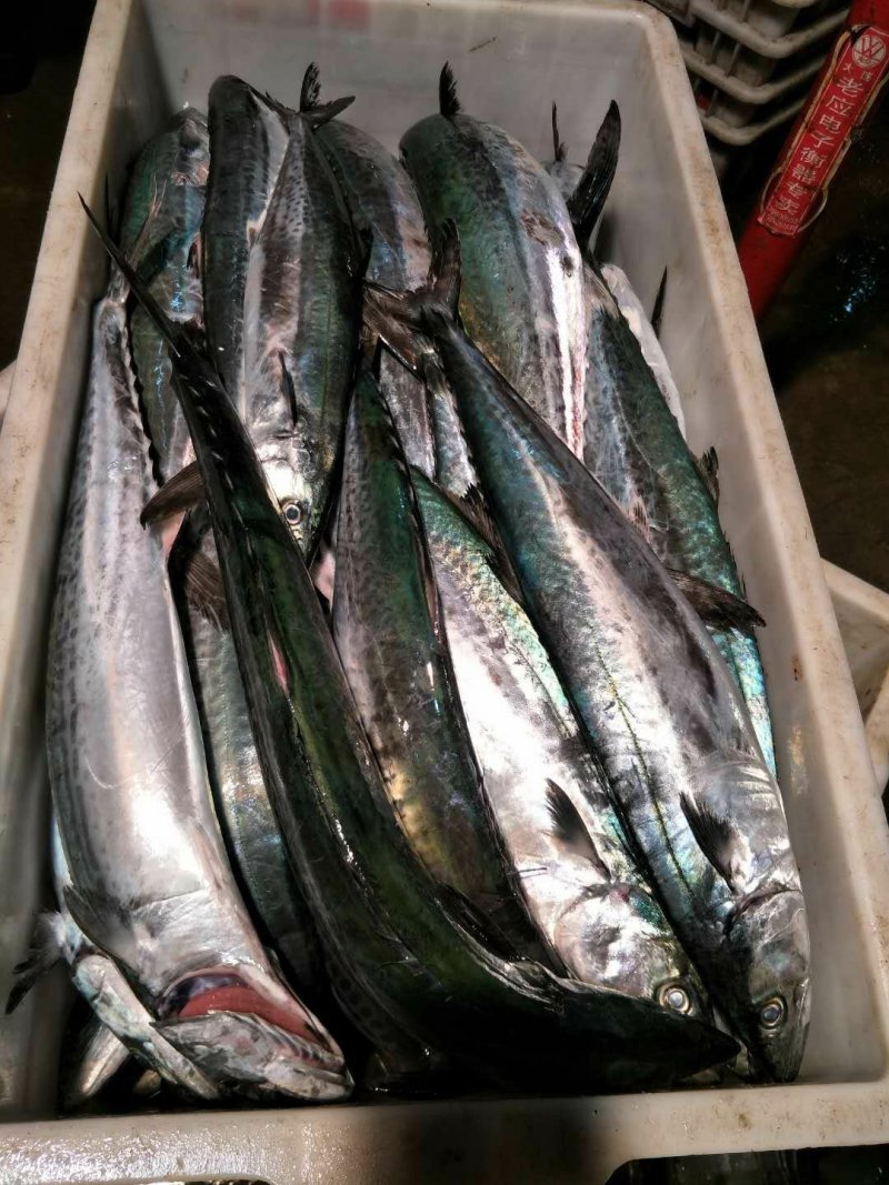 流网小鲅鱼