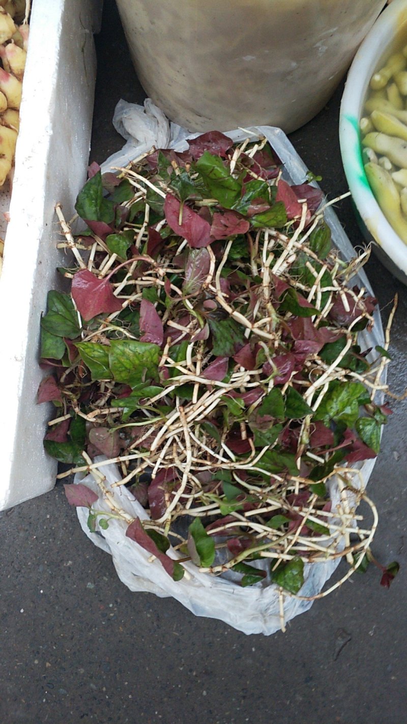 鱼腥草，则耳根，纯野生