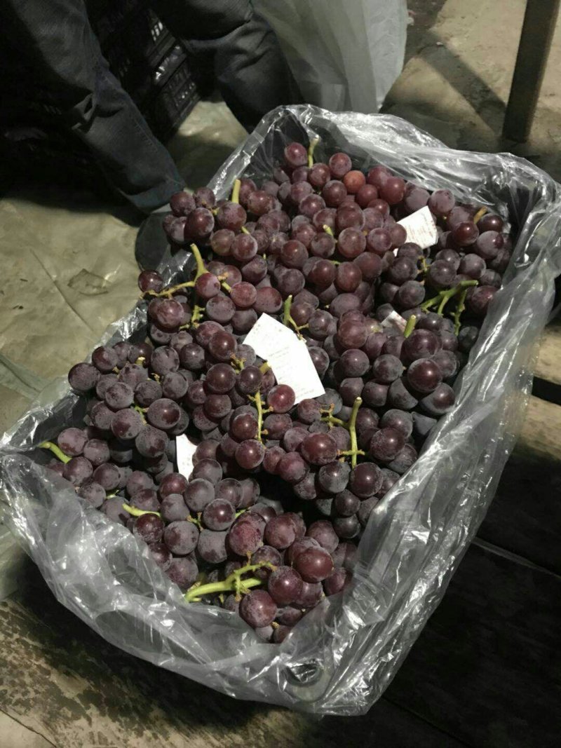 携手助农，纯绿色产品，乐亭冷库飓风葡萄