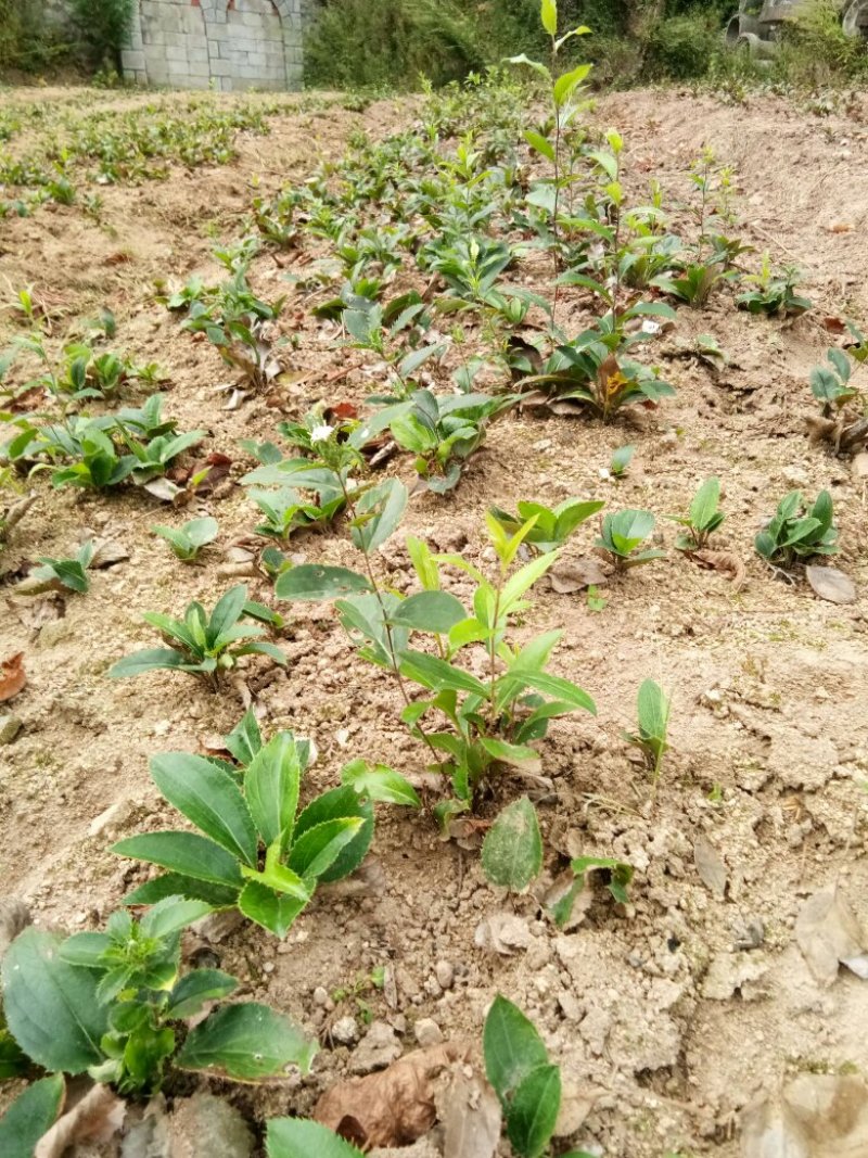 苍术种苗