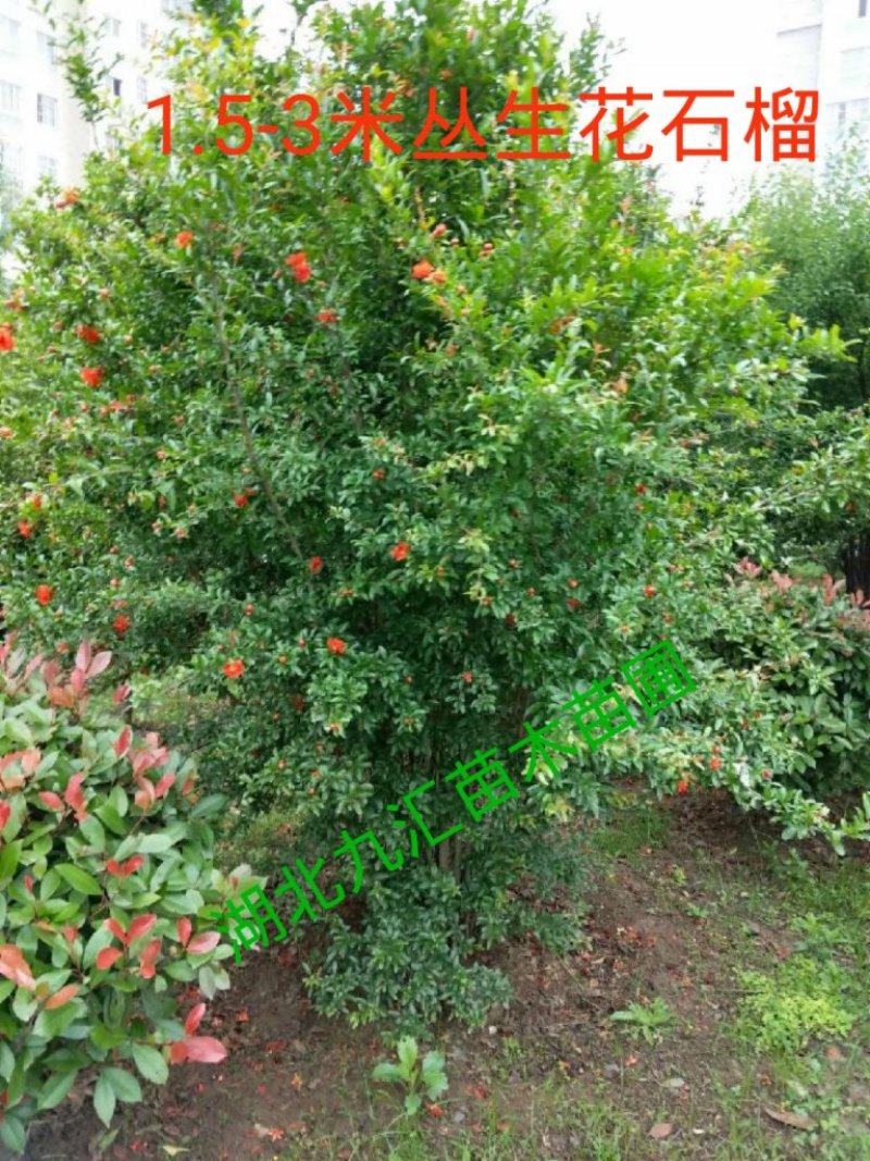 丛生花石榴多杆花石榴
