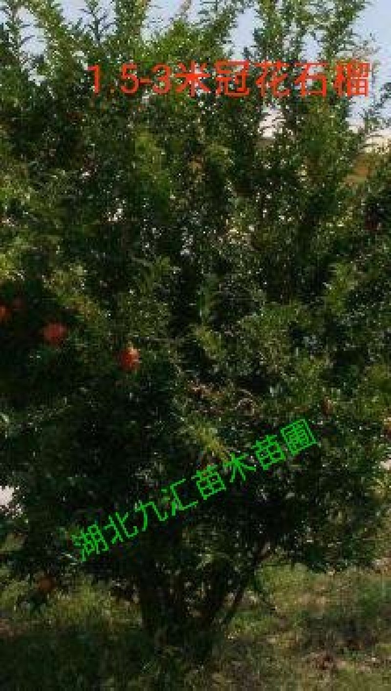 丛生花石榴多杆花石榴