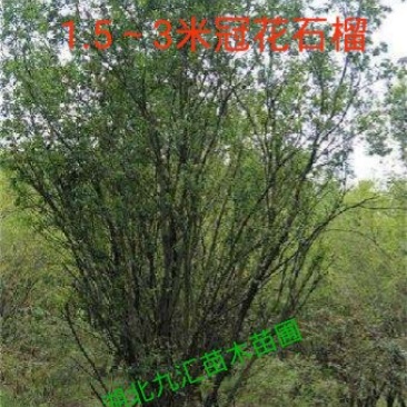 丛生花石榴多杆花石榴