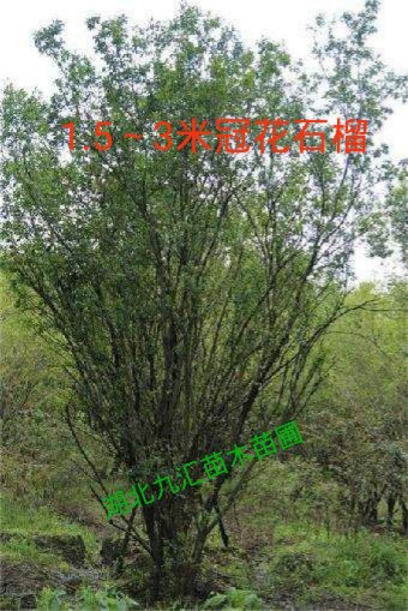 丛生花石榴多杆花石榴