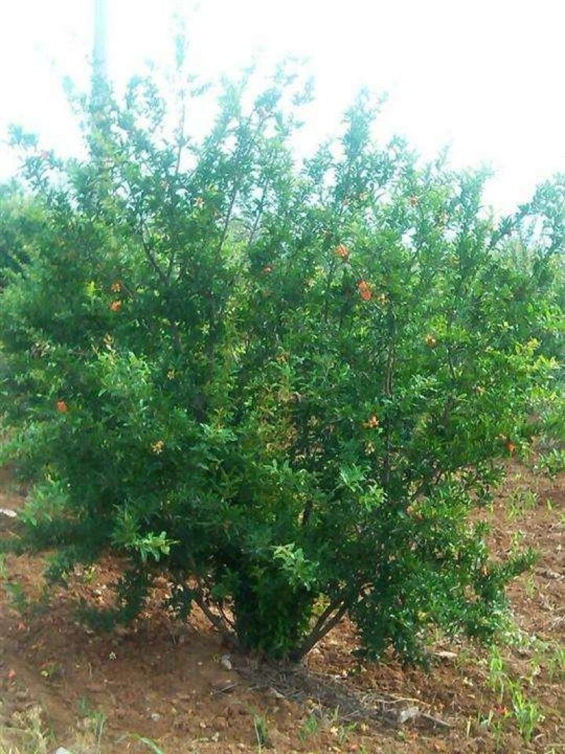 丛生花石榴多杆花石榴