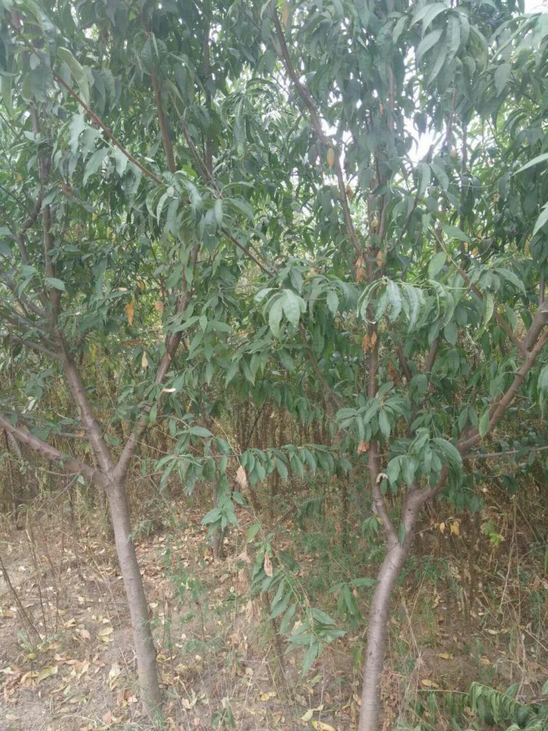 核桃，樱桃，苹果，国槐，白蜡，海棠，桃树