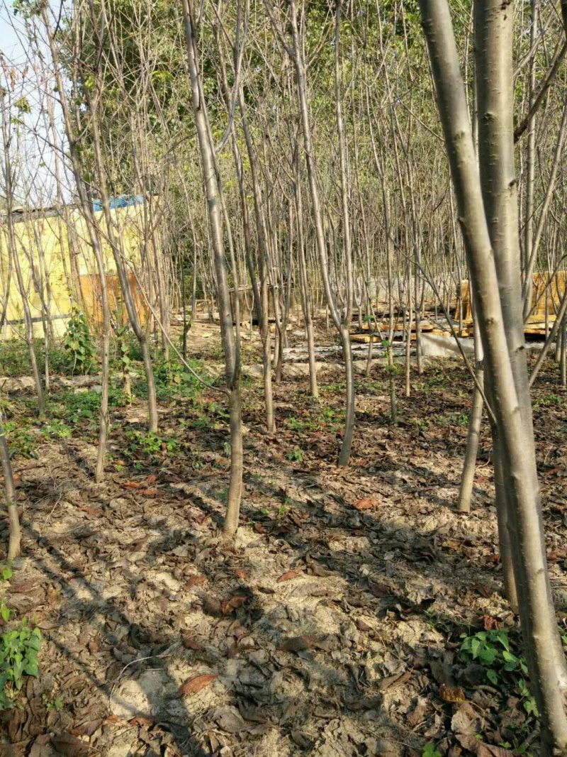 核桃，樱桃，苹果，国槐，白蜡，海棠，桃树