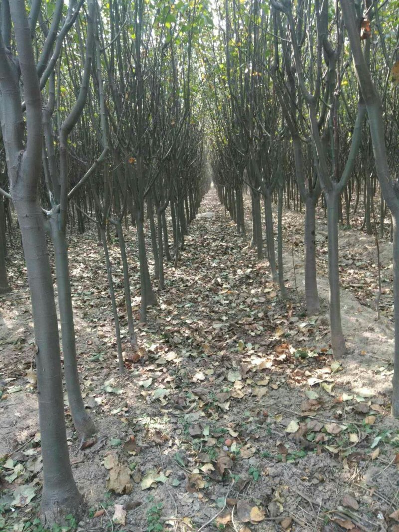 核桃，樱桃，苹果，国槐，白蜡，海棠，桃树