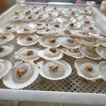 粉丝贝，自家产的，45元一件