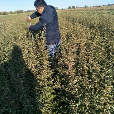 一年生白榆树苗量大，一年生白榆40-50-60公分起步