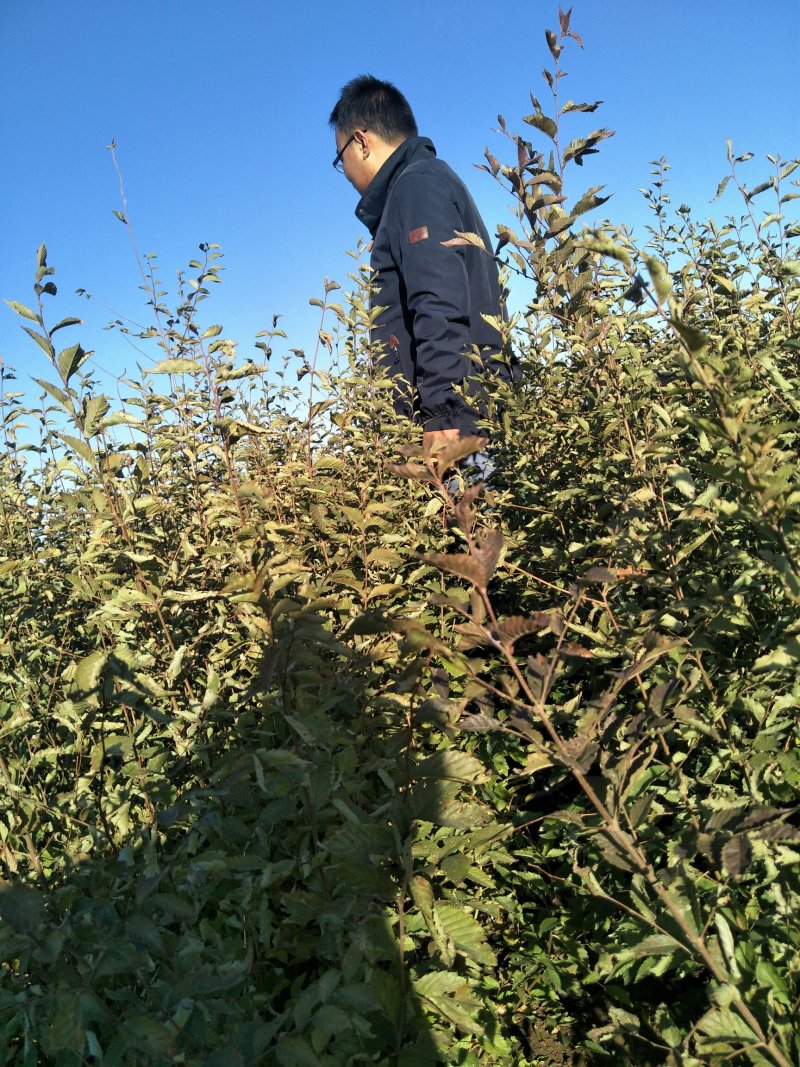 一年生白榆树苗量大，一年生白榆40-50-60公分起步