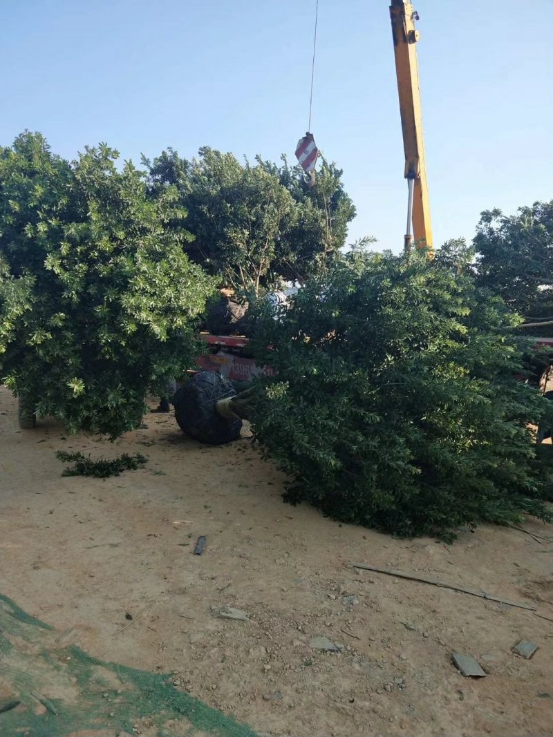 湖南杨梅荆州精品杨梅树大量出货欢迎来电咨询