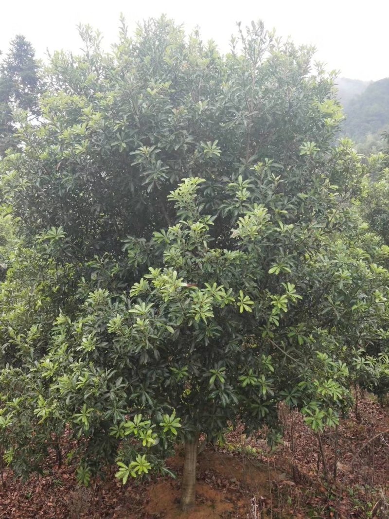 湖南杨梅荆州精品杨梅树大量出货欢迎来电咨询