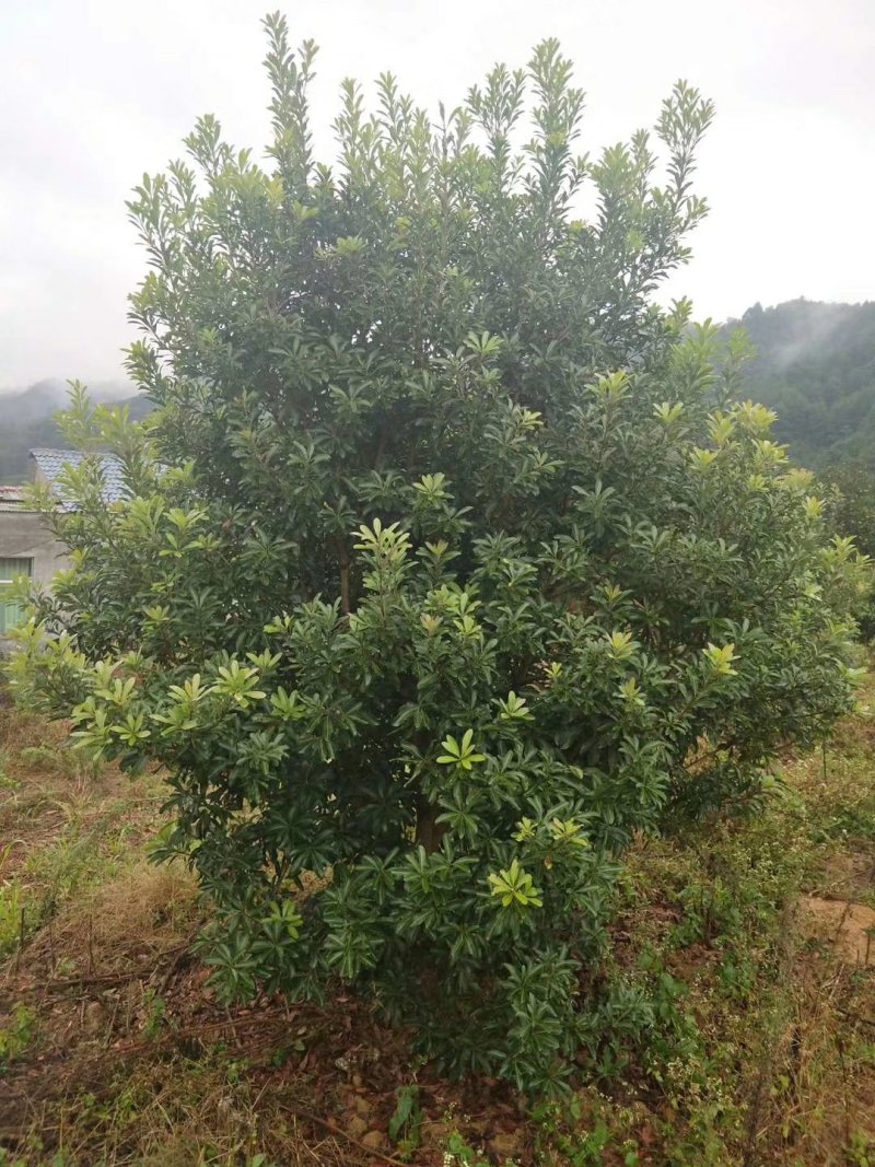 湖南杨梅荆州精品杨梅树大量出货欢迎来电咨询