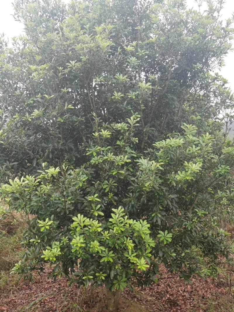 湖南杨梅荆州精品杨梅树大量出货欢迎来电咨询