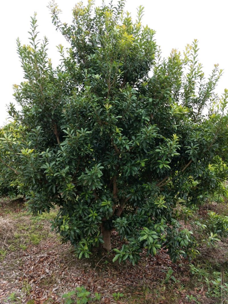 湖南杨梅荆州精品杨梅树大量出货欢迎来电咨询