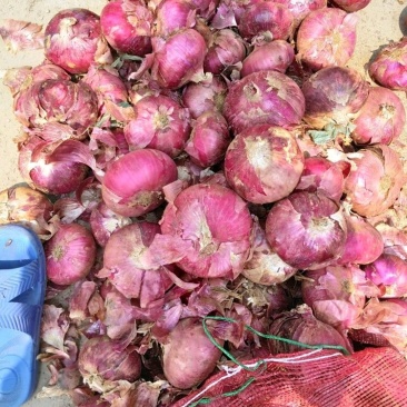 洋葱批发产地供应货源充足品种齐货源充足