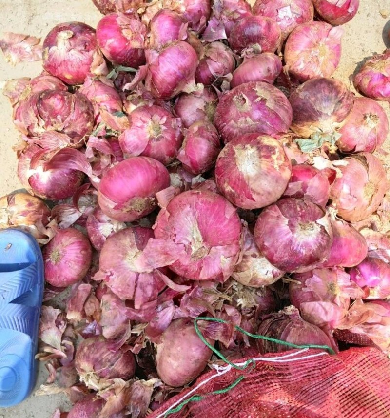 洋葱批发产地供应货源充足品种齐货源充足