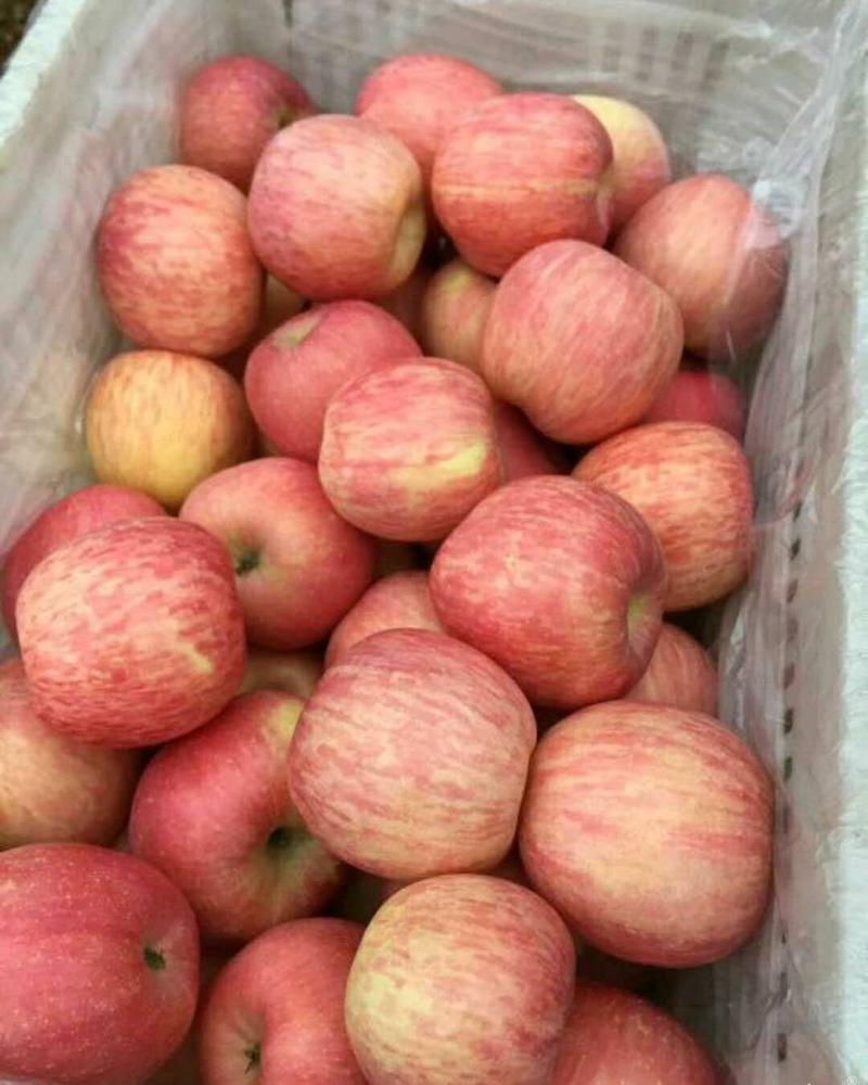 优质苹果产地直发品种全质量保证质量好，货源充足！
