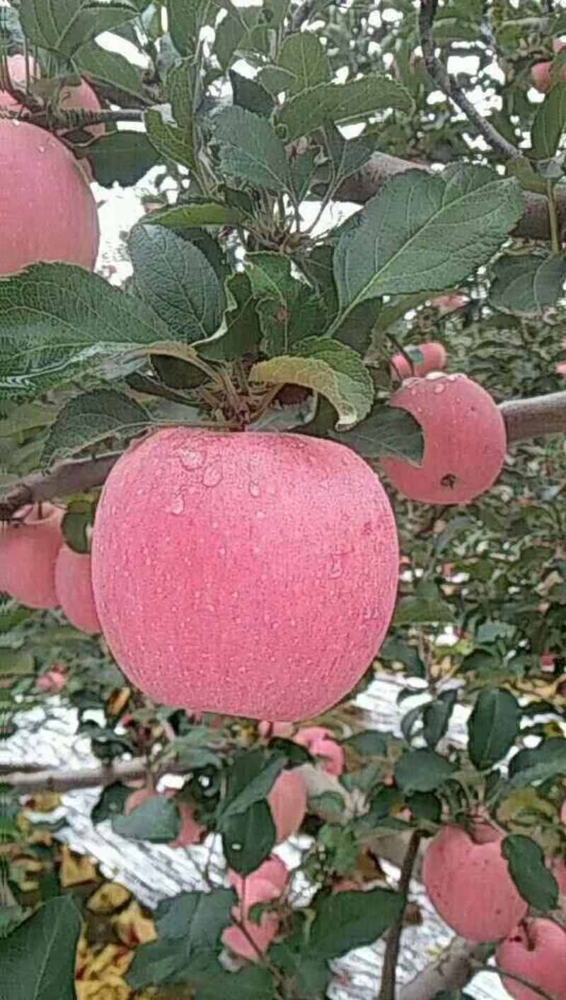 优质苹果产地直发品种全质量保证质量好，货源充足！
