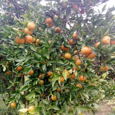 石门蜜橘基地直供皮薄味甜大量上市市场平台一件代发对接