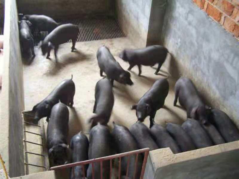 原种高产太湖母猪苏太长白约克杜洛克北京黑巴马香猪等