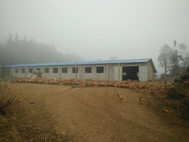 散养土鸡蛋绿壳土鸡蛋草鸡蛋笨鸡蛋(1.4元/枚包邮)