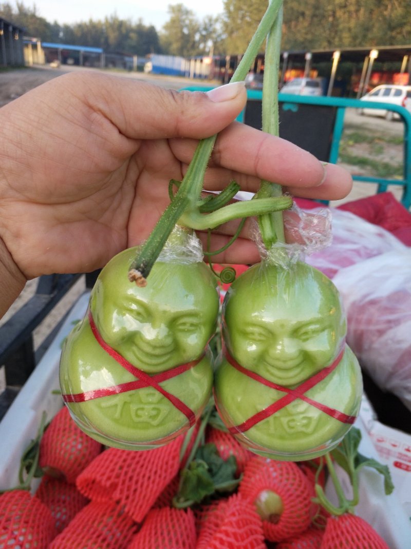 [人参果]诚招代理(一件代发，产地直供)