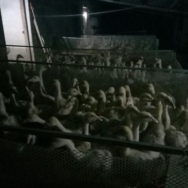 三花杂交脱温鹅苗，1到2斤