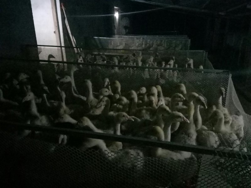 三花杂交脱温鹅苗，1到2斤